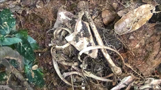 Skeletal  2
